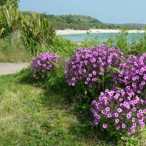 Bryher, Isles of Scilly, United Kingdom, Europe