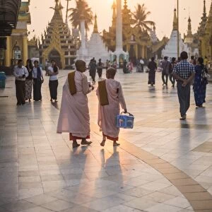 Buddhist nuns in pink robes at sunrise at Shwedagon Pagoda (Golden Pagoda), Yangon (Rangoon)