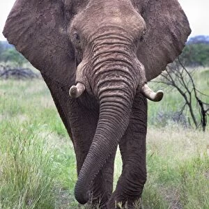 Bull elephant (Loxodonta africana), Madikwe Deserve, North West Province, South Africa, Africa