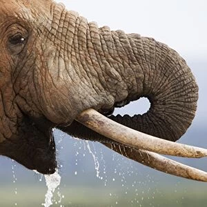 Bull elephant (Loxodonta africana), drinking, Addo Elephant National Park