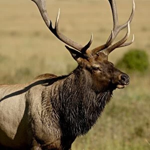Bull elk (Cervus canadensis), Rocky Mountain National Park, Colorado, United States of America