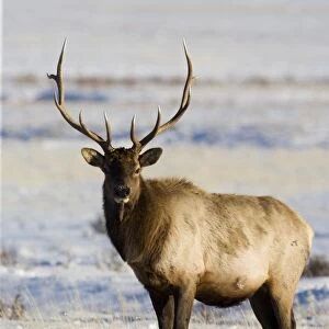 Bull elk (Cervus canadensis) in the snow