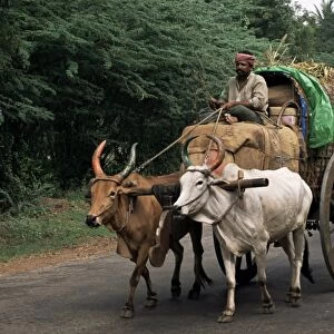 Bullock carts are the main means of transport for local residents