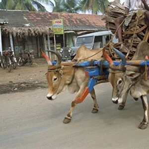 Bullock carts are still the main means of transport for locals