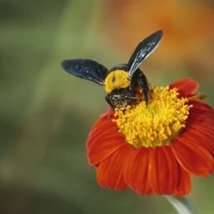 Bumble bee on a dahlia, England, United Kingdom, Europe