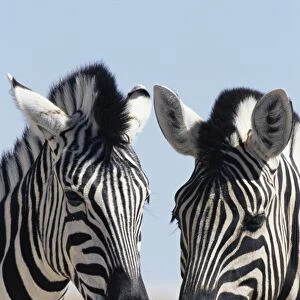 Two Burchells zebra