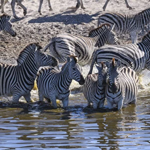 Burchells zebra (Equus quagga burchellii) drinking in the Boteti River, Makgadikgadi