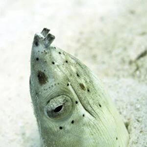 Burrowing snake eel (Pisodonophis cancrivoris) in the sand, Celebes Sea, Sabah, Malaysia, Southeast Asia, Asia