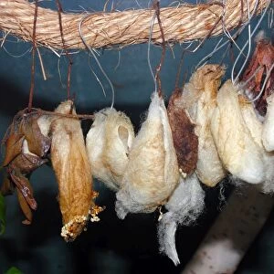 Butterflies wrapped into cocoons, which is also known as a chrysalises