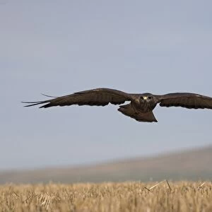Buzzard (Buteo buteo), flying over farmland, captive, Cumbria, England