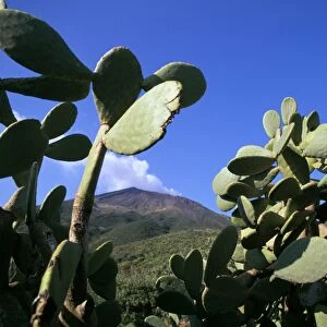 Cacti, Stromboli Island