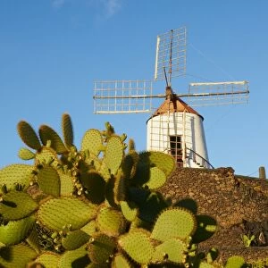 Cactus garden of Guatiza, Lanzarote, Canary Islands, Spain, Europe