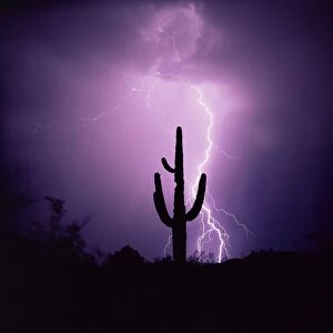 Cactus silhouetted against lightning
