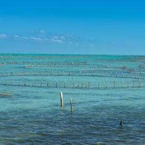 Caicos conch farm, Providenciales, Turks and Caicos, Caribbean, Central America