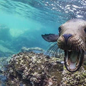 California sea lion (Zalophus californianus), underwater at Los Islotes