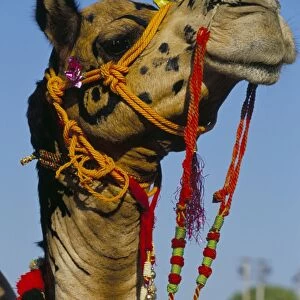 Camel adorned with colourful tassels