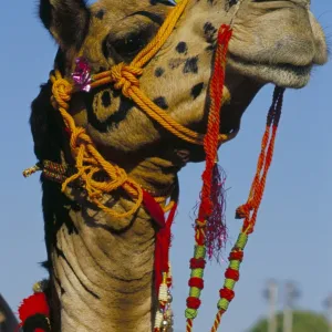 Camel adorned with colourful tassels