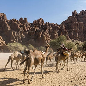 Camel caravan, Guelta d Archei waterhole, Ennedi plateau, UNESCO World Heritage Site