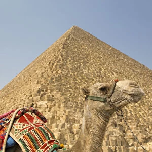 Camel, Cheops (Khufu) Pyramid in background, Great Pyramids of Giza