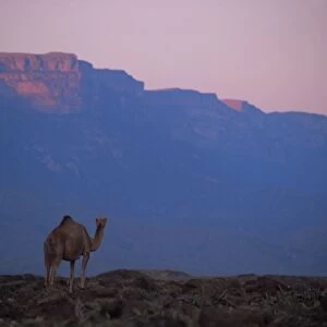 Camel and Dhofar escarpment at sunset