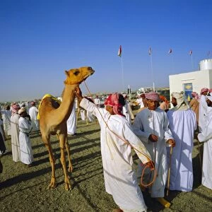 Camel race course