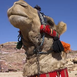 Camel with a red neckband