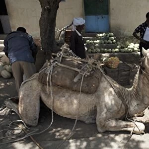 Camel relaxes after carrying watermelons to the town of Ghinda, Eritrea, Africa