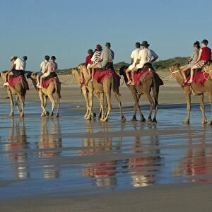 Camel rides, Cable Beach, Broome, Kimberley, Western Australia, Australia, Pacific