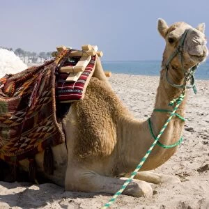 Camel, Sealine Beach Resort, Qatar, Middle East