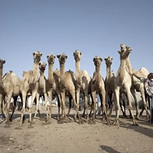 Camel traders at the early morning livestock market in Hargeisa
