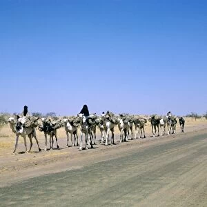 Camel train approaching Agades, Niger, Africa