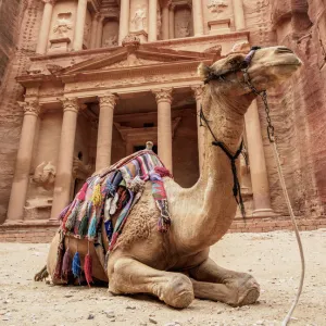 Camel in front of The Treasury (Al-Khazneh), Petra, UNESCO World Heritage Site, Ma an