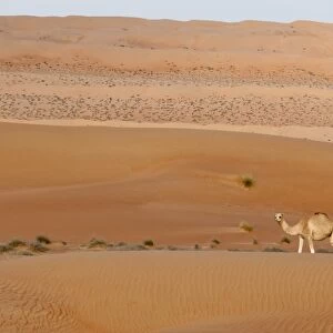 Camel, Wahiba Sands desert, Oman, Middle East