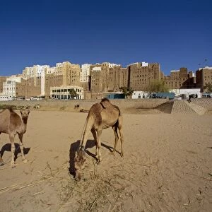 Camels, with the backs of the tall mud brick houses