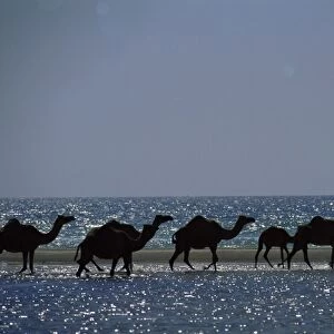 Camels crossing coastal lagoon and Arabian Sea