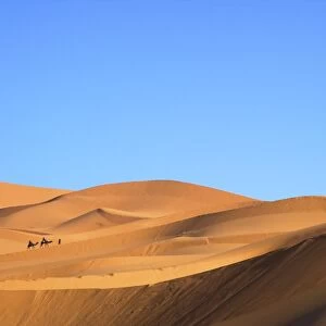 Camels in desert landscape, Merzouga, Morocco, North Africa, Africa
