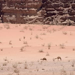 Camels in desert scenery