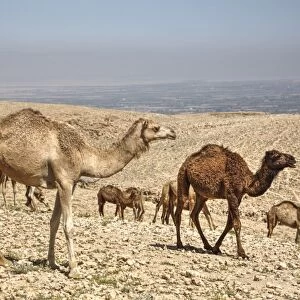 Camels near the Dead Sea, Jordan, Middle East