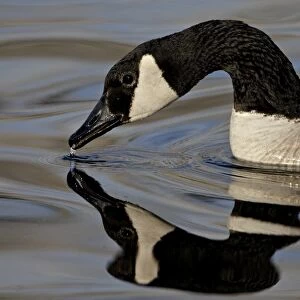 Canada Goose (Branta canadensis) with reflection while swimming and drinking