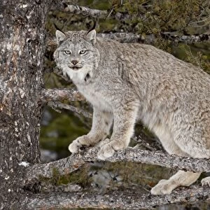 Canadian Lynx (Lynx canadensis) in a tree, in captivity, near Bozeman, Montana
