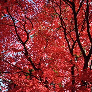Canopy of acer trees fall foliage, Gloucestershire, England, United Kingdom, Europe