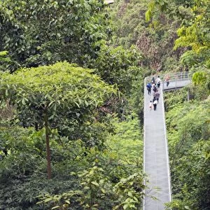 Canopy walk, Southern Ridges, Singapore, Southeast Asia, Asia