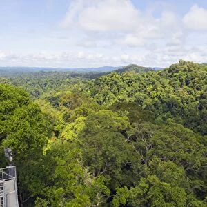 Canopy walk, Ula Temburong National Park, Brunei, Borneo, Southeast Asia, Asia