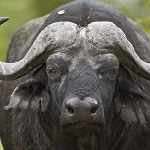 Cape Buffalo (African Buffalo) (Syncerus caffer), Kruger National Park, South Africa, Africa
