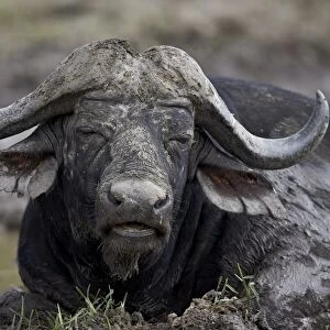 Cape buffalo (African buffalo) (Syncerus caffer) bull, Kruger National Park, South Africa