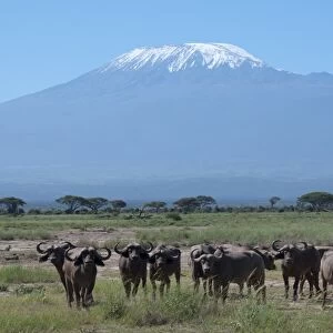 Cape buffalo, Amboseli National Park, with Mount Kilimanjaro in the background