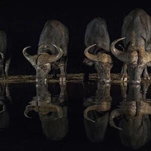 Cape buffalo (Syncerus caffer) drinking at night, Zimanga private game reserve, KwaZulu-Natal