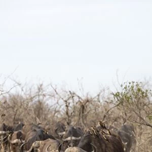Cape buffalo (Syncerus caffer) herd, Kruger National Park, South Africa, Africa