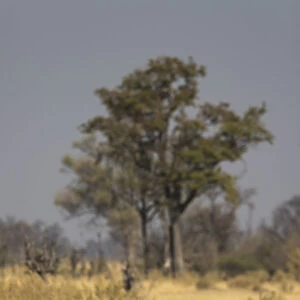 Cape buffalo (Syncerus caffer), Khwai Conservancy, Botswana