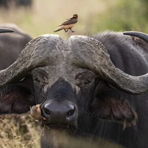 Cape buffalo (Syncerus caffer), Tsavo, Kenya, East Africa, Africa